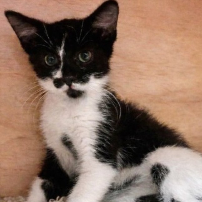 Photo of Patches