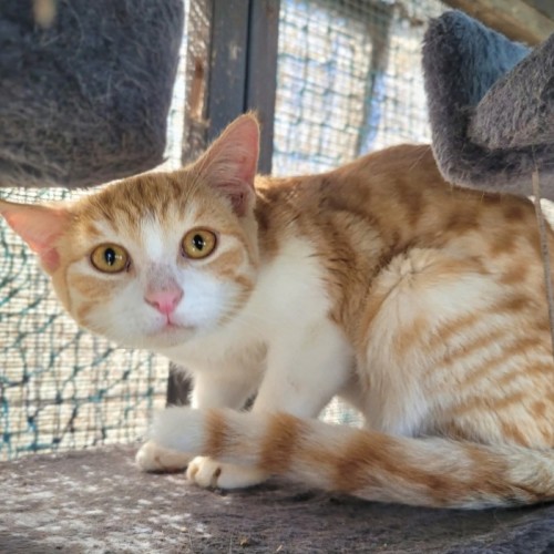 Kobi  - Domestic Short Hair (DSH) Cat