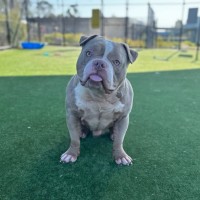 Photo of Potato Imp 1469