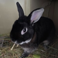 Photo of Schnuffel *Meet Me At Pet Stock Milperra*