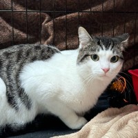 Photo of Prince**2nd Chance Cat Rescue**