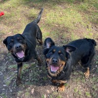 Photo of Turbo & Kiko