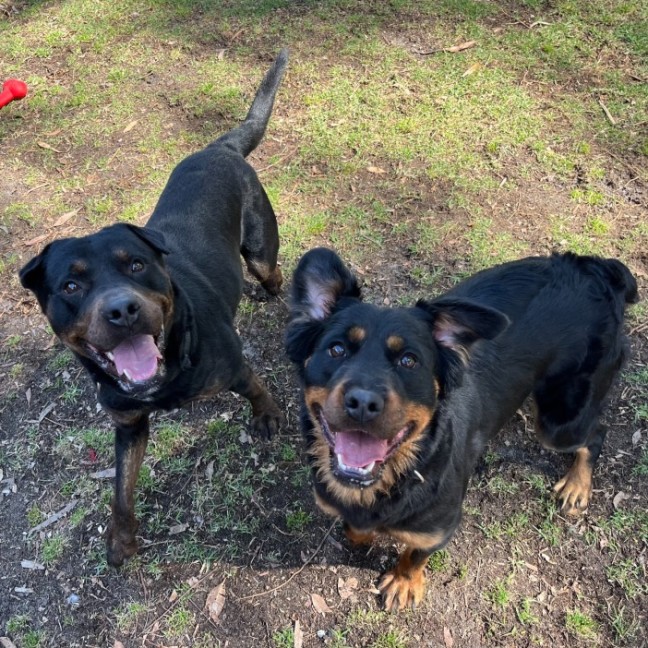 Photo of Turbo & Kiko