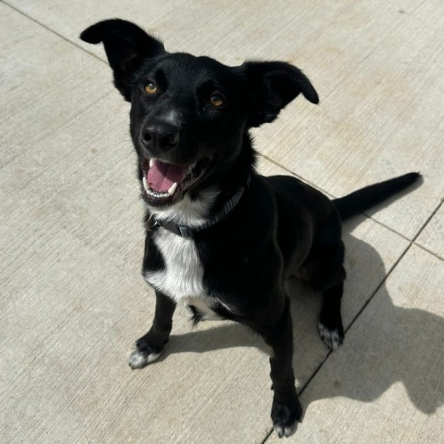 Photo of 🏏 Cricket 6607 🏏