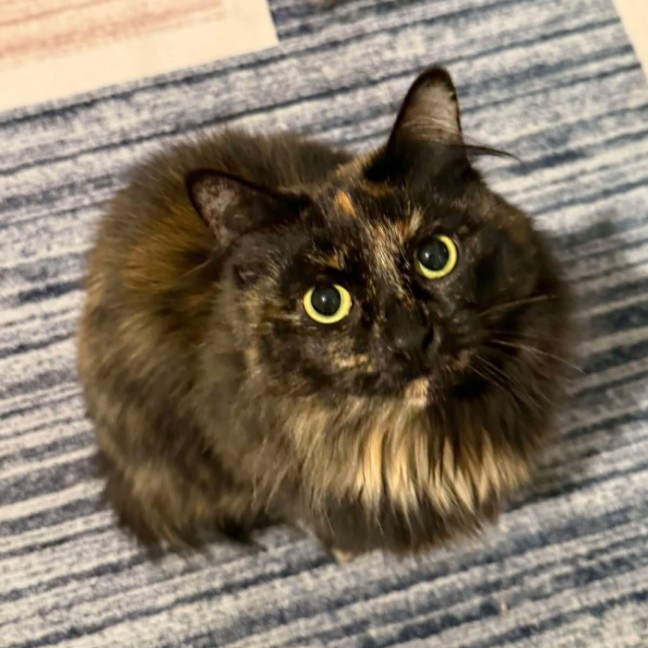 Photo of Sarsparilla