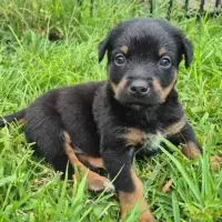 Photo of Dolly