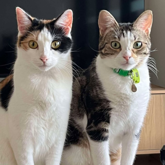 Photo of Penny & Cali💗