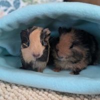 Photo of Nova & Teddy