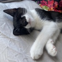 Photo of Sevika **2nd Chance Cat Rescue**