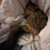 Photo of Puddin