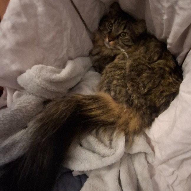 Photo of Puddin