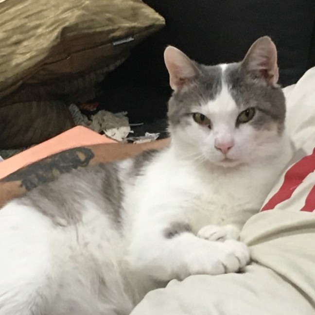 Photo of Freddie ^^Dandy Cat Rescue^^
