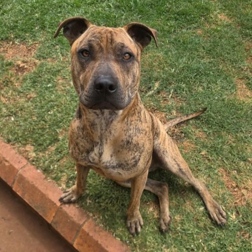 Alvin - Staffordshire Bull Terrier x Shar Pei Dog