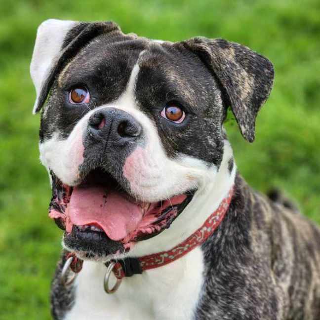 Photo of 🍄 Yoshi 5242 🍄