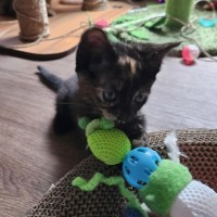 Photo of Mona Lisa **2nd Chance Cat Rescue**