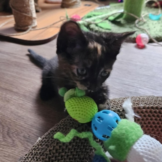 Photo of Mona Lisa **2nd Chance Cat Rescue**