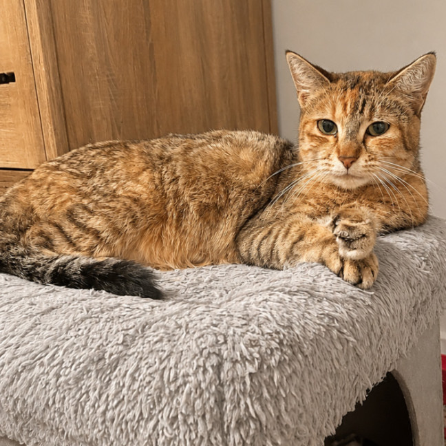 Photo of Maple