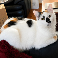 Photo of Willow