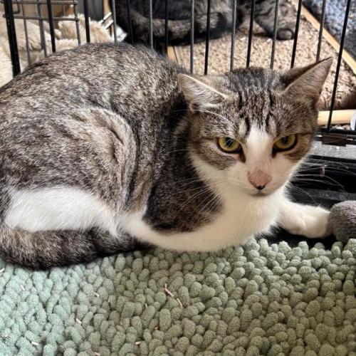 🐭 Ginny 🐭 - Domestic Short Hair (DSH) Cat