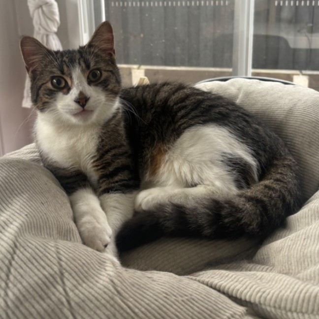 Photo of Winston