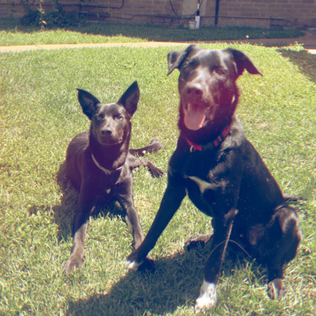 Photo of Jack & Deisel