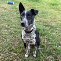 Photo of Tilly