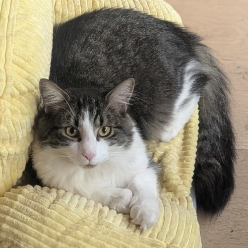 Jake - Domestic Long Hair (DLH) Cat