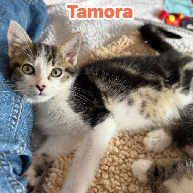 Photo of Tamora **2nd Chance Cat Rescue**