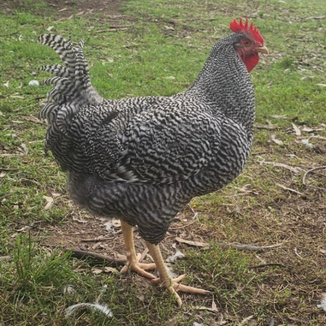 Photo of Plymouth Rock