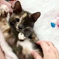 Photo of Tiny