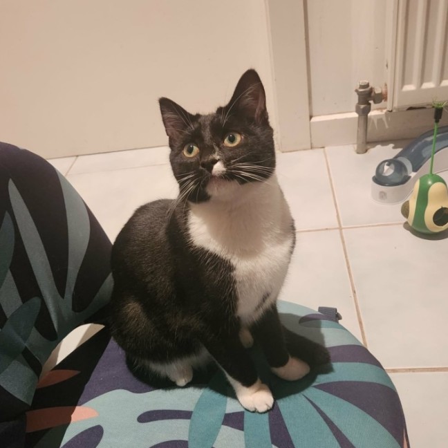 Photo of Chico