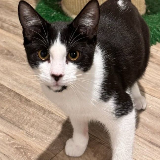 Photo of May ** 2nd Chance Cat Rescue**