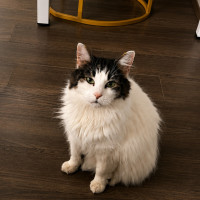 Photo of Bella