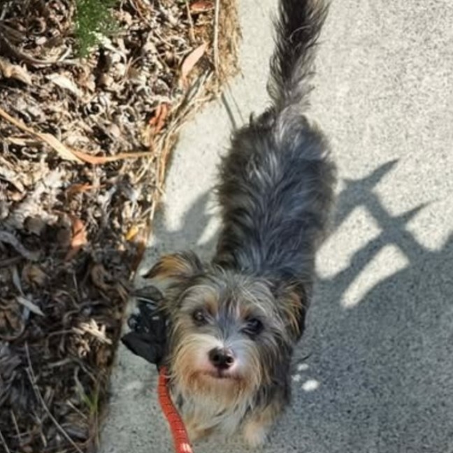 Photo of Chip