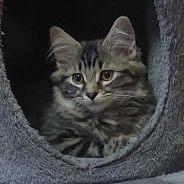 Photo of Taco