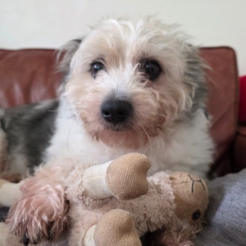 Teddy - Australian Shepherd Dog