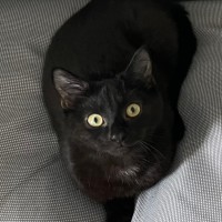 Photo of Merlin