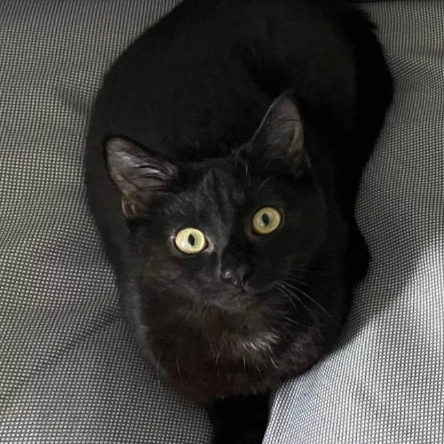 Photo of Merlin