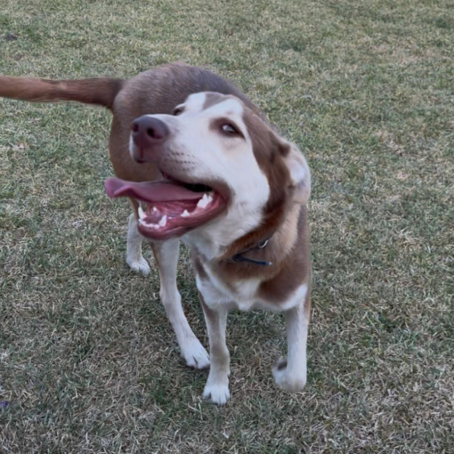 Photo of Loki