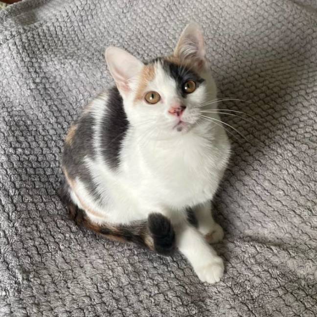 Photo of Juni