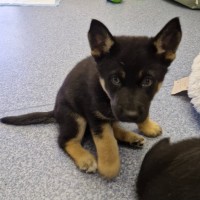 Photo of D1041 Felix