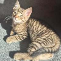 Photo of Wizz Fizz
