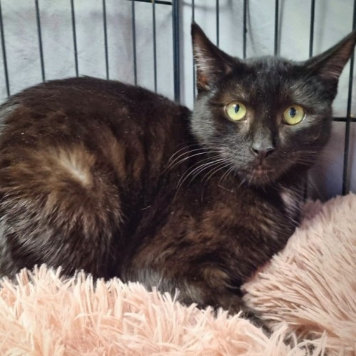 Dragon - Domestic Short Hair (DSH) Cat