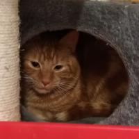 Photo of Bee Gee **2nd Chance Cat Rescue** 