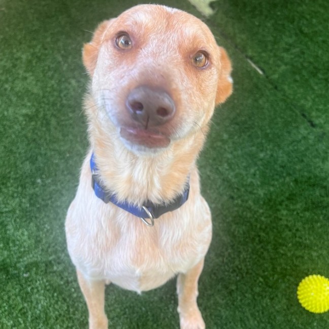 Photo of D1245 Scout