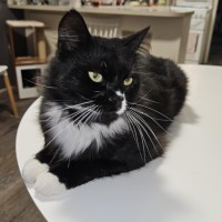 Photo of Boeing **2nd Chance Cat Rescue**