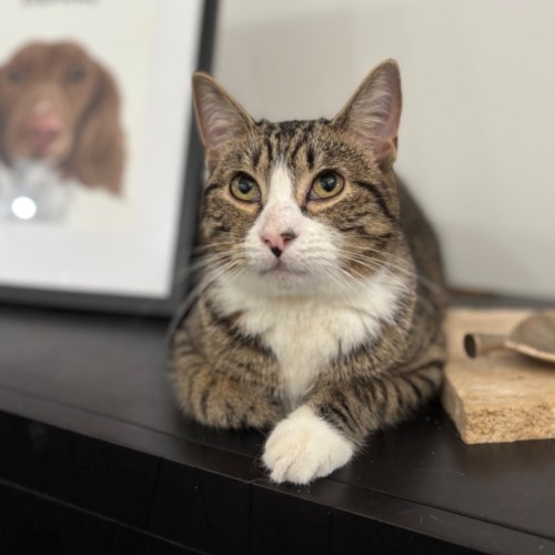 Normie 💙 - Domestic Short Hair (DSH) Cat