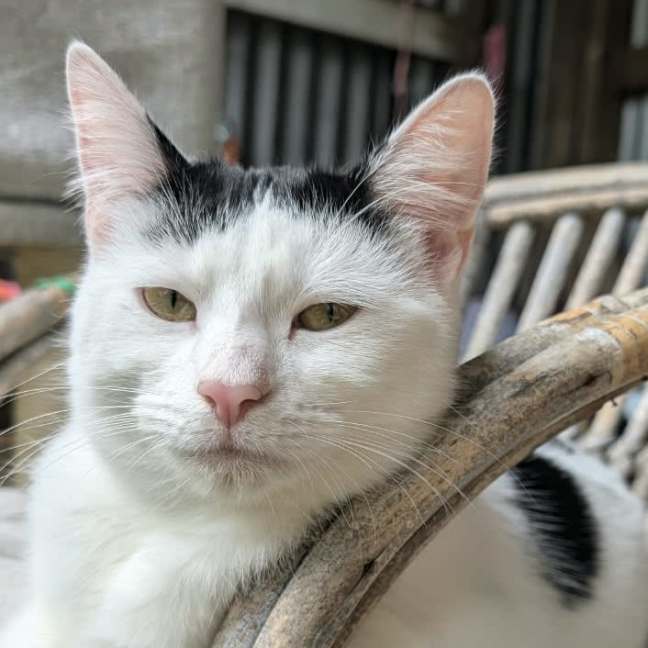Photo of Diva