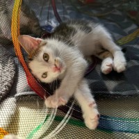 Photo of Nashi **2nd Chance Cat Rescue**