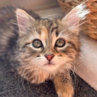 Photo of Piper